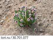 Стеллера карликовая Stellera chamaejasme (сем. Волчниковые – Thymelaeaceae) в горах Тибета на высоте более 4000 метров (2018 год). Стоковое фото, фотограф Овчинникова Ирина / Фотобанк Лори