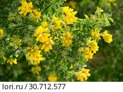 Yellow blooms of Teline osmariensis. Стоковое фото, фотограф Яков Филимонов / Фотобанк Лори