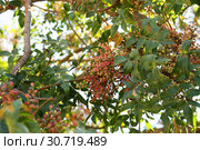 Фисташка туполистная с молодыми плодами (Pistacia mutica). Республика Крым, Кара-Даг, биостанция, пгт. Курортное (2018 год). Стоковое фото, фотограф Щеголева Ольга / Фотобанк Лори
