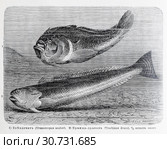 1) Звездочет (Uranoscorus scaber). 2) Пражна-дракон (Trachinus draco)  - рисунок  из книги А. Брэма "Жизнь животных" 1896 г. Стоковая иллюстрация, иллюстратор Вера Смолянинова / Фотобанк Лори