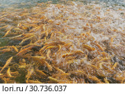 Кормление радужной форели  (лат. Oncorhynchus mykiss) породы Адлерская Янтарная в пруду. Брызги воды от активного движения рыб. Стоковое фото, фотограф Наталья Гармашева / Фотобанк Лори
