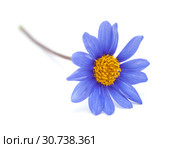 blue daisy bush flower. Стоковое фото, фотограф Tamara Kulikova / Фотобанк Лори