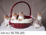 Five kittens of the breed British Shorthair sit in the Christmas basket and next. Стоковое фото, фотограф Ирина Кожемякина / Фотобанк Лори
