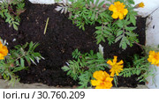 Flowerbed of flowers. Стоковое видео, видеограф Потийко Сергей / Фотобанк Лори