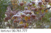 Замерзшая ветка Пузыреплодника калинолистного (Physocarpus opulifolius) в октябрьский заморозок. Стоковое видео, видеограф Виктор Карасев / Фотобанк Лори