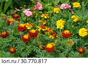 Бархатцы (лат. Tagetes) цветут на клумбе в саду. Стоковое фото, фотограф Елена Коромыслова / Фотобанк Лори
