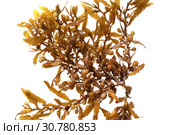 Pelagic brown algae in the genus Sargassum. The berry-like structures are gas-filled bladders known as pneumatocysts, which provide buoyancy to the plant.Isolated on white background. Стоковое фото, фотограф Ирина Кожемякина / Фотобанк Лори