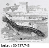 Электрический сомъ (Malapterurus electricus)  — рисунок  из книги А. Брэма "Жизнь животных" 1896 г. Стоковая иллюстрация, иллюстратор Вера Смолянинова / Фотобанк Лори