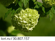 Калина Бульденеж, или Снежный шар (лат. Viburnum opulus var sterile) весной. Стоковое фото, фотограф lana1501 / Фотобанк Лори