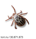 Crawling mite isolated on the white background with shadows. Macro photo. Стоковое фото, фотограф Георгий Дзюра / Фотобанк Лори