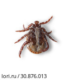 Bottom view of a male mite isolated on white with shadows. Macro photo. Стоковое фото, фотограф Георгий Дзюра / Фотобанк Лори