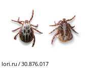 Top and bottom views of a male mite isolated on white with shadows. Macro photo. Стоковое фото, фотограф Георгий Дзюра / Фотобанк Лори