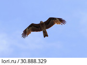 Milvus migrans. Черный коршун на фоне неба, Ямало-Ненецкий автономный округ. Стоковое фото, фотограф Григорий Писоцкий / Фотобанк Лори