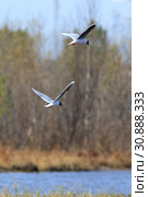 Малая чайка (Larus minutus). Птицы весной летают над озером, Ямало-Ненецкий автономный округ. Стоковое фото, фотограф Григорий Писоцкий / Фотобанк Лори