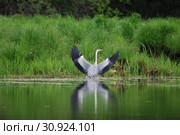 Серая цапля на берегу озера(лат. Ardea cinerea) Стоковое фото, фотограф syngach / Фотобанк Лори