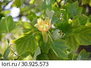 Цветущий лириодендрон тюльпанный (тюльпанное дерево) (Liriodendron tulipifera L.) Стоковое фото, фотограф Ирина Борсученко / Фотобанк Лори
