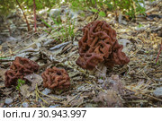 Строчки на лесной опушке  (Gyromitra) Стоковое фото, фотограф Александр Романов / Фотобанк Лори