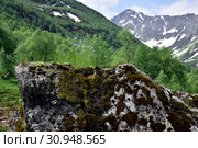 Цветы на камне в долине реки Большая Дукка, Архыз, КЧР. Стоковое фото, фотограф Оглоблин Андрей Николаевич / Фотобанк Лори