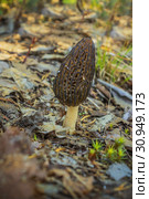 Сморчо́к (лат. Morchella) Стоковое фото, фотограф Александр Романов / Фотобанк Лори