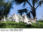 Family of lemurs sunbathing on the grass. The ring tailed lemur, Lemur catta, is a large strepsirrhine primate and the most recognized lemur due to its long, black and white ringed tail. Стоковое фото, фотограф Matej Kastelic / Фотобанк Лори