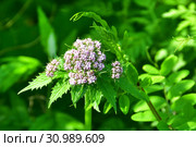 Россия, Владивосток, флора острова Шкота. Валериана очерёднолистная, (Valeriana alternifolia) (2019 год). Стоковое фото, фотограф Овчинникова Ирина / Фотобанк Лори