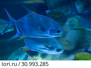 Экзотическая рыба Trachinotus blochii крупным планом (2018 год). Стоковое фото, фотограф Виктор Карасев / Фотобанк Лори