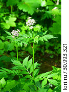Россия, Владивосток, флора острова Шкота. Валериана очерёднолистная, (Valeriana alternifolia) (2019 год). Стоковое фото, фотограф Овчинникова Ирина / Фотобанк Лори