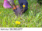 Female hands in gloves uproot with a spatula weed in the garden. Стоковое фото, фотограф Акиньшин Владимир / Фотобанк Лори