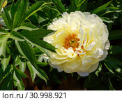 Пион желтый травянистый. ИТО-гибрид Бартзелла (Paeonia Itoh Bartzella) Стоковое фото, фотограф Галина Савина / Фотобанк Лори
