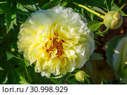 Пион желтый травянистый. ИТО-гибрид Бартзелла (Paeonia Itoh Bartzella) Стоковое фото, фотограф Галина Савина / Фотобанк Лори