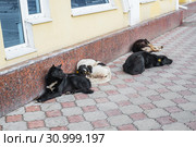 Бездомные собаки в городе Ногинсе (2019 год). Стоковое фото, фотограф Кузин Алексей / Фотобанк Лори