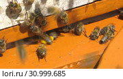 Горная пасека. Леток в улье. Mountain apiary. Notches in the hive. Стоковое видео, видеограф Евгений Романов / Фотобанк Лори