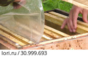 Горная пасека. Пчеловоды за работой. Mountain apiary. Beekeepers at work. Стоковое видео, видеограф Евгений Романов / Фотобанк Лори