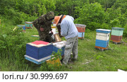 Горная пасека. Пчеловоды за работой. Mountain apiary. Beekeepers at work. Стоковое видео, видеограф Евгений Романов / Фотобанк Лори