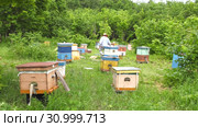 Горная пасека. Пчеловоды за работой. Ускоренное в 25 раз. Mountain apiary. Beekeepers at work. Accelerated at 25 times. Стоковое видео, видеограф Евгений Романов / Фотобанк Лори