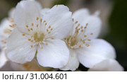 Philadelphus coronarng. White jasmine flowers sway in the wind. Стоковое видео, видеограф Константин Мерцалов / Фотобанк Лори