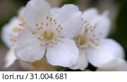 Philadelphus coronarng. White jasmine flowers sway in the wind. Стоковое видео, видеограф Константин Мерцалов / Фотобанк Лори