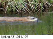 Ондатра, или мускусная крыса (лат. Ondatra zibethicus). Животное плывет вдоль берега озера, Ямало-Ненецкий автономный округ. Стоковое фото, фотограф Григорий Писоцкий / Фотобанк Лори