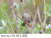 Пеночка-весничка (лат. Phylloscopus trochilus). Птица летним днем сидит на ветвях ивы, Ямало-Ненецкий автономный округ. Стоковое фото, фотограф Григорий Писоцкий / Фотобанк Лори