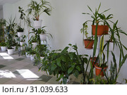 Зимний сад в фойе гимназии Winter garden in the lobby of the gymnasium. Phytodesigner Svetlana Fedorova. Стоковое фото, фотограф Светлана Федорова / Фотобанк Лори