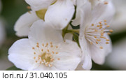 Philadelphus coronarng. White jasmine flowers sway in the wind. Стоковое видео, видеограф Константин Мерцалов / Фотобанк Лори