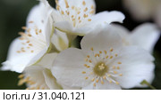 Philadelphus coronarng. White jasmine flowers sway in the wind. Стоковое видео, видеограф Константин Мерцалов / Фотобанк Лори
