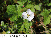 Rubus chamaemorus. Белый цветок морошки, Ямало-Ненецкий автономный округ. Стоковое фото, фотограф Григорий Писоцкий / Фотобанк Лори