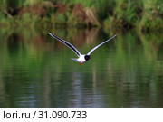 Малая чайка (Larus minutus). Птица летом летает над озером, Ямало-Ненецкий автономный округ. Стоковое фото, фотограф Григорий Писоцкий / Фотобанк Лори