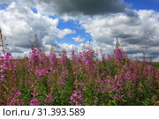 Beautiful field with flowers of Ivan Tea or Kipreya under a blue sky and white clouds. Стоковое фото, фотограф Яна Королёва / Фотобанк Лори