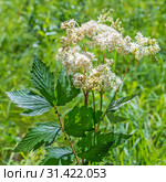 Лабазник вязолистный (лат. Filipendula ulmaria) — лекарственное многолетнее травянистое растение семейства Розовые (Rosaceae). Растение в природной среде произрастания. Западная Сибирь, Россия, Июль. Стоковое фото, фотограф Евгений Мухортов / Фотобанк Лори