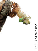 Cicada metamorphosis (lat. Cicadidae). This is the final molt of the cicada nymph as it emerges from the ground and turns into an adult insect. Isolated on white background. A series of 22 frames, 10. Стоковое фото, фотограф Ирина Кожемякина / Фотобанк Лори