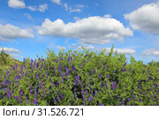 Vicia cracca. Горошек мышиный на фоне неба с облаками, Ямало-Ненецкий автономный округ. Стоковое фото, фотограф Григорий Писоцкий / Фотобанк Лори