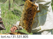 Горная пасека. Пчеловоды за работой. Mountain apiary. Beekeepers at work. Стоковое фото, фотограф Евгений Романов / Фотобанк Лори