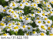 Трёхрёберник непахучий (лат. Tripleurospermum inodorum), или ромашник непахучий. Цветение растения, Ямало-Ненецкий автономный округ. Стоковое фото, фотограф Григорий Писоцкий / Фотобанк Лори